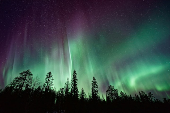 Aurora borealis over a pine line