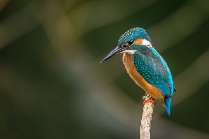 Kingfisher on a perch