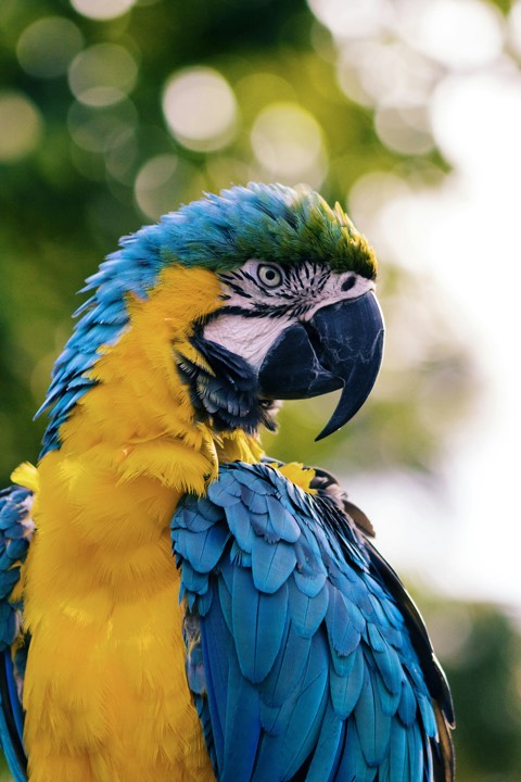 Macaw portrait