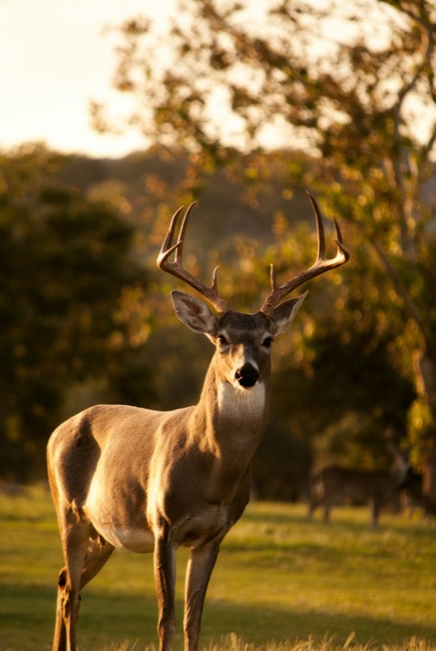 Whitetail buck in backlight