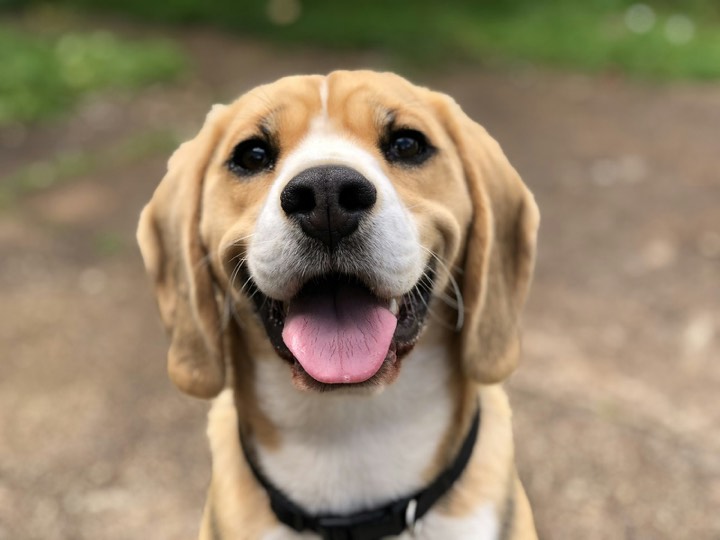 Beagle mid-grin