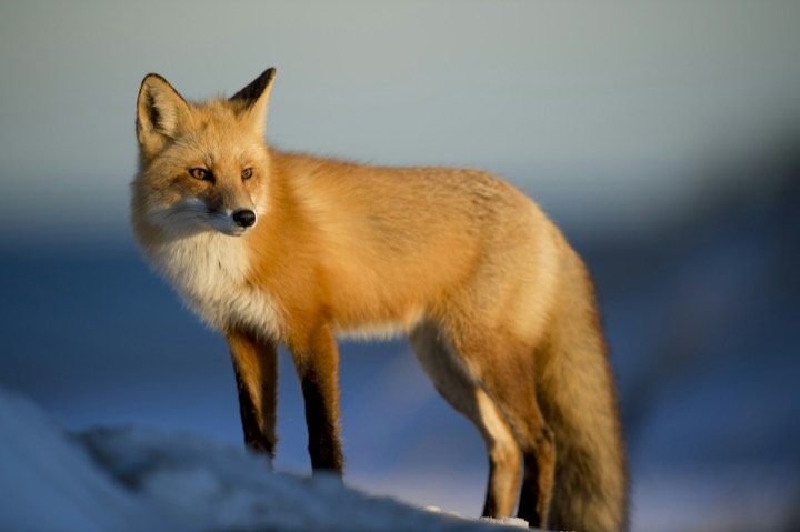 Red fox portrait